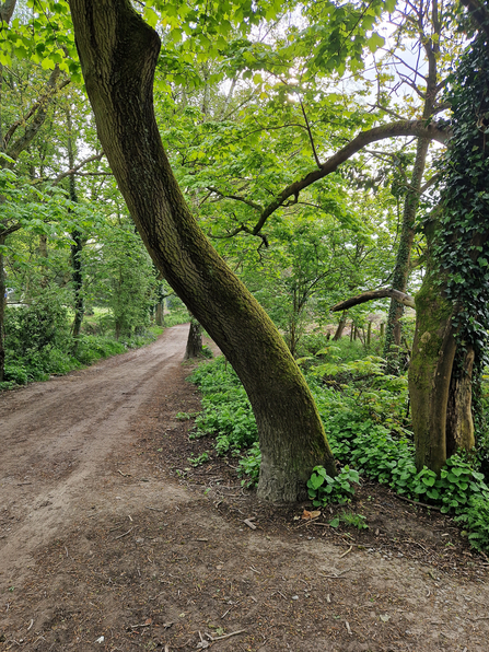 The Leaning Tree on Coombes Lane Photograph courtesy of Alan Edwards