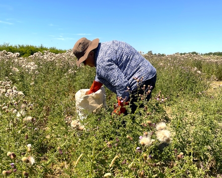 A woman in a field of thistles, with a glove placed in a bag.