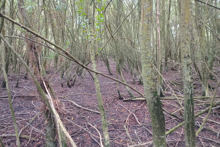 Willow growth at Cholsey Marsh nature reserve, Oxfordshire