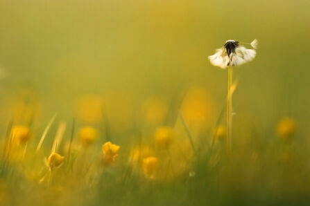 Seedhead of a dandelion flower in a field of buttercups