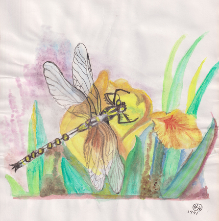 Dragonfly painting by and in loving memory of Frances Hammett