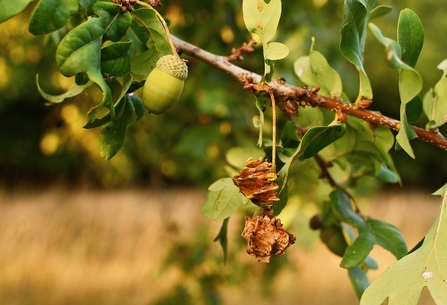Two browned knopper galls haging from an oak branch, with a green acorn hanging further along