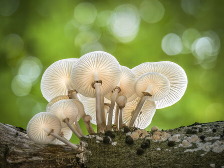 porcelain mushrooms on a log