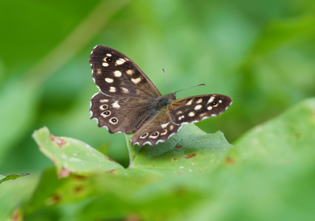 A speckled wood butterfly. Brown with cream patches and eyespots bordering the wings. Perched on a green leaf.