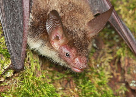 Close-up of a rare Bechstein's bat on a tree trunk