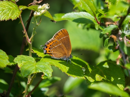 A black hairstreak butterfly with brown-orange wings and hairstreak white lines. Perched on a leaf.