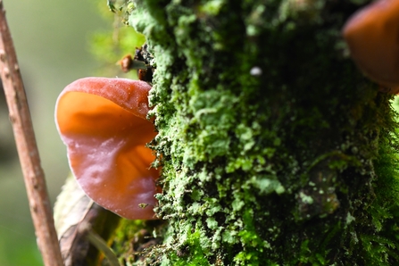 Jelly ear fungus growing form the side of a trunk covered in lichen.