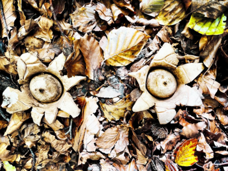 A pair of grey-brown earth star fungi among fallen brown leaves