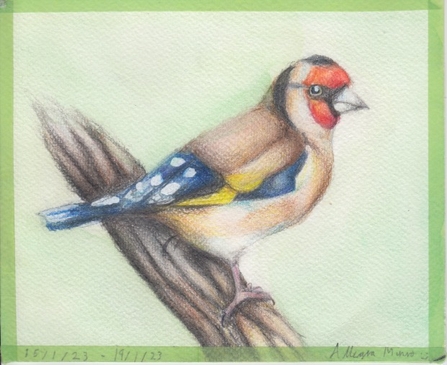 Drawing of a goldfinch sitting on a branch