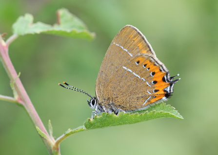 Black hairstreak butterfly on a leaf