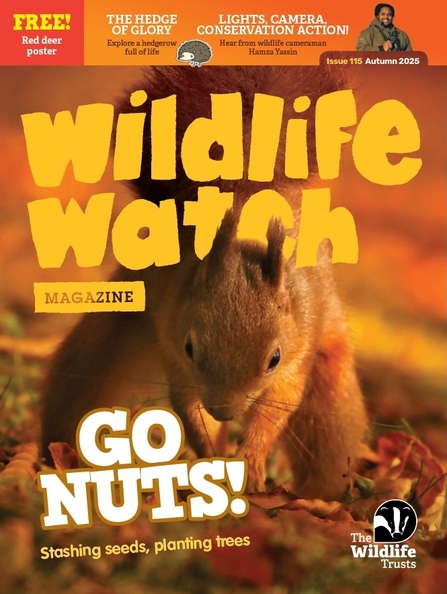 Autumn cover of The Wildlife Trusts' Wildlife Watch magazine featuring a red squirrel burying a nut under fallen leaves