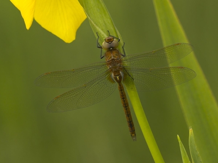 Norfolk hawker resting on the stem of a flag iris