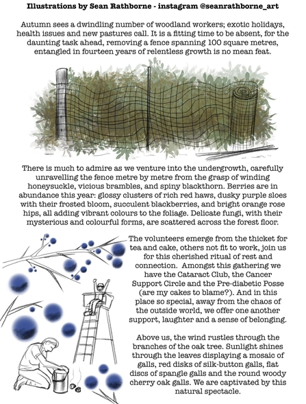 Illustrations of a fence being assembled, and two volunteers, one with a coffee urn and one set on a high seat. Sloe berries are seen in the foreground. The illustrations are accompanied by the body text of the blog.