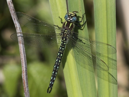 Hairy dragonfly resting on a green leaf