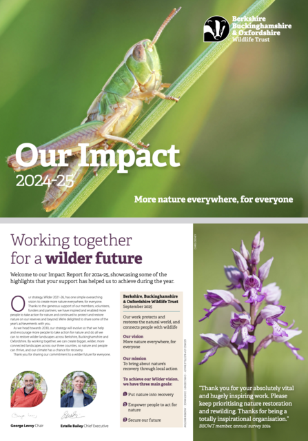 Cover image of the BBOWT Impact Report 2024-25 featuring a grasshopper on a blade of grass