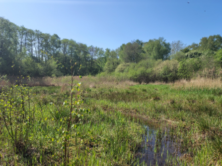 Dry Sandford Pit reedbeds in spring