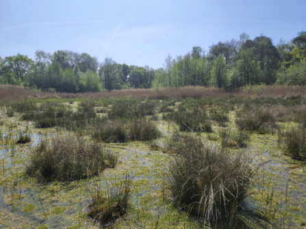 Parsonage Moor fen in spring