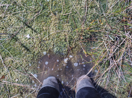 The dense moss at Parsonage Moor