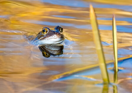 The head of a common frog reflected in a pond with golden sunlight on the water