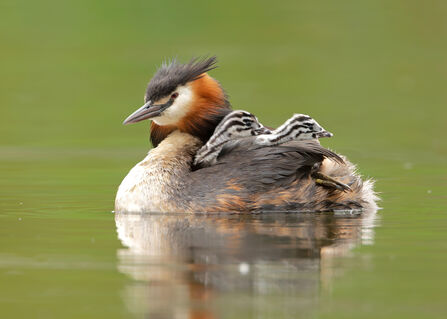 Two great crested grebe chicks riding on their parents' back