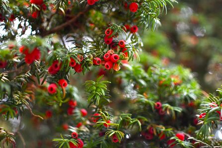 Clusters of vibrant red yew berries (or 'arils') among the long, thin leaves of a yew tree