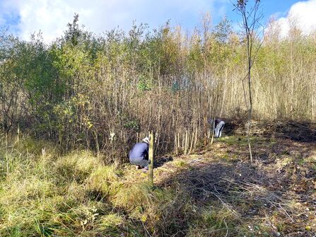 Two people leaning down by the edge of a group of trees. Cut wood lays in a pile beside then.