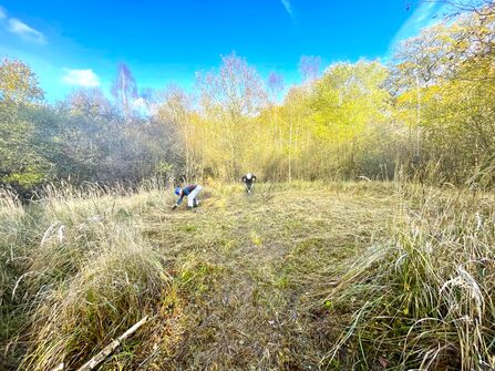 Two people bending down to work at the edge of a woodland clearing. One is holding a large pair of shears.