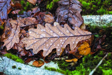 Brown oak leaf with water droplets