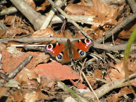 A peacock butterfly on the ground among dried leaves and twigs, its wings outstretched to reveal the rich black and red colouring with violet eyespots in each corner.