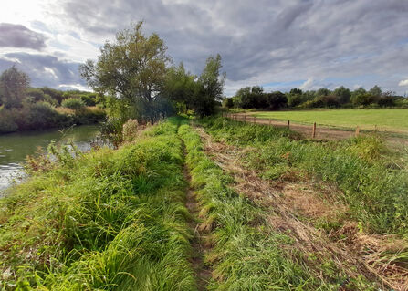 Riverside fencing at Chimney Meadows National Nature Reserve