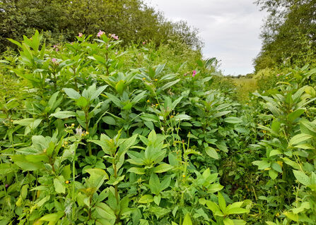 Himalayan balsam, a non-native invasive species taking over grassland