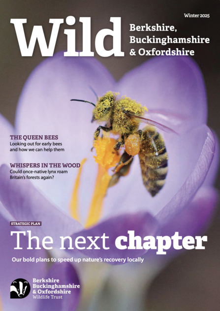 Wild magazine cover winter 2025 showing a bee on a crocus flower