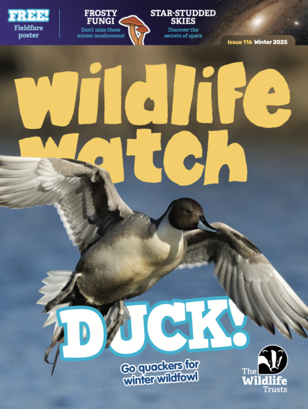 Winter cover of The Wildlife Trusts' Wildlife Watch magazine showing a duck taking flight