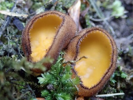 Aurantiolachnea solsequia