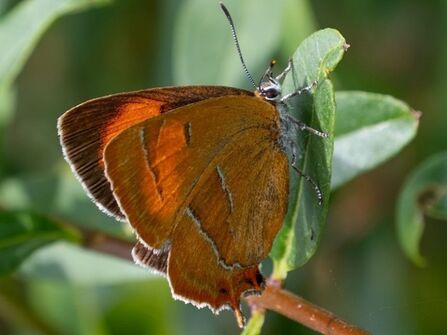 Brown Hairstreak