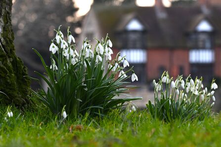 Two clusters of snowdrops flowers, with white petals drooping down. A blurred building is visible in the background.