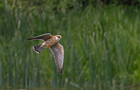Female Red-footed Falcon