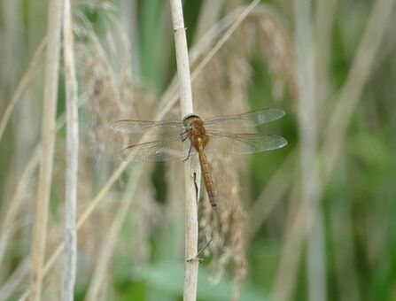 Norfolk Hawker