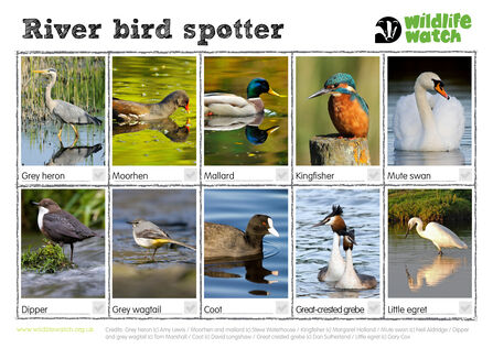 River bird spotter sheet