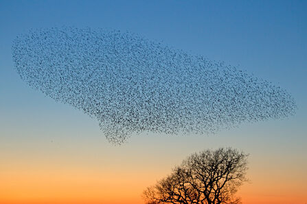 Starling murmuration at dusk