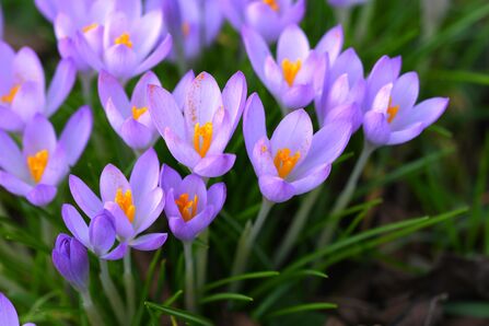 A group of purple crocuses with bright orange stamens