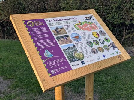 An interpretation board showing flowers and butterflies