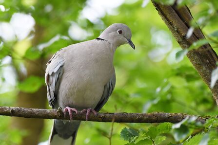 A slate-grey collared dove perched on a branch surrounded by lush green leaves