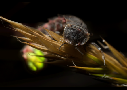 Glow Worm on grass