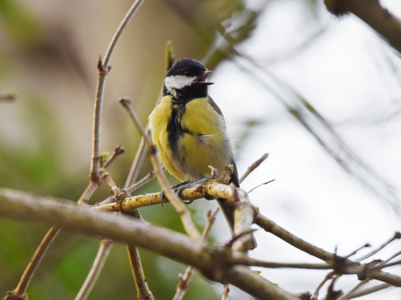 A great tit, with black cap, white cheeks and yellow breast, perched on a bare branch singing.
