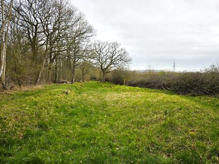 A grassy drovers' track with winter trees lining the edges.