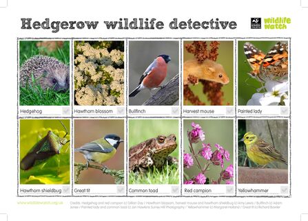 Hedgerow wildlife spotter sheet