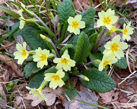 A cluster of primroses emerging from dead leaves on the ground. Their pale yellow petals giving way to an egg-yolk centre.