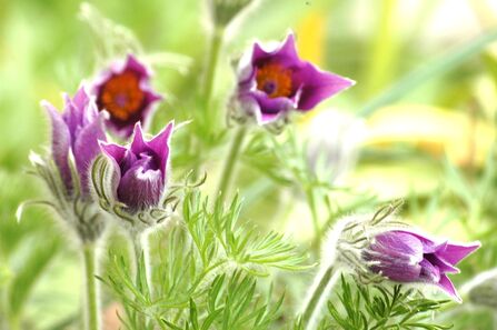 Purple pasqueflowers with a yellow centre