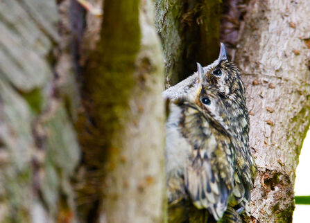 Two treecreeper chicks clinging to the trunk of a tree, looking upward